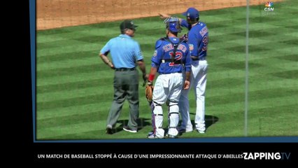 Un match de baseball stoppé à cause d'une impressionnante attaque d'abeilles