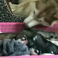 HUSKY MOM AND HER SWEET PUPPIES