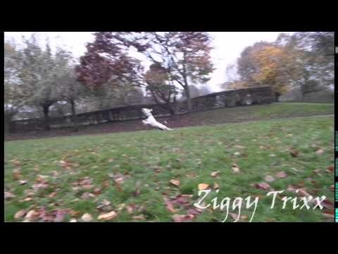 Energetic Dog Shows Off More Acrobatic Feats