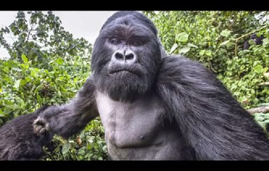 Un gorille va attaquer cet homme