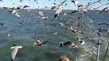 Seagulls everywhere