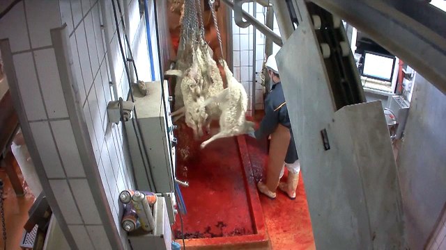 Nouveau cas de maltraitance animale dans un abattoir bio