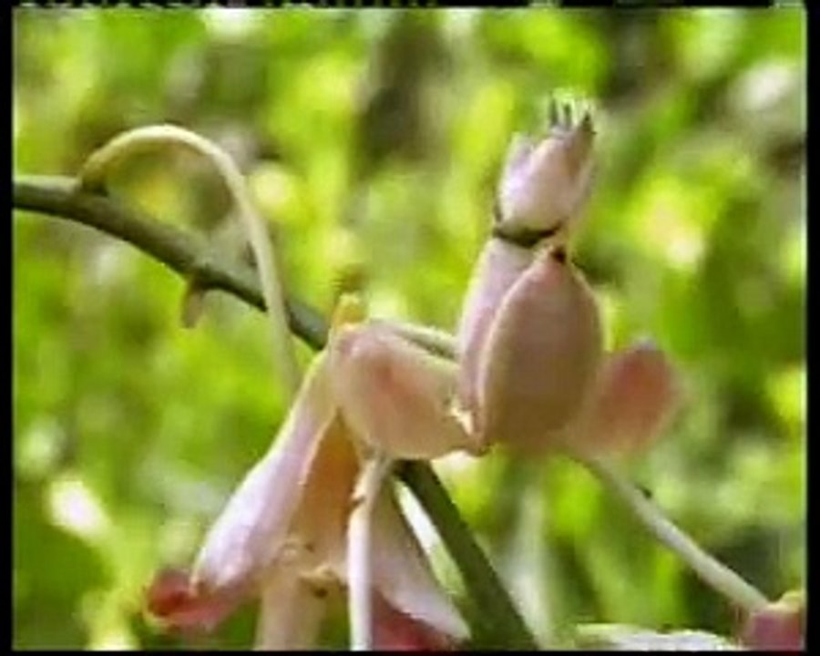 WUNDERBARE GESCHÖPFE III - DOKUMENTE ZUR TATSACHE DER SCHÖPFUNG