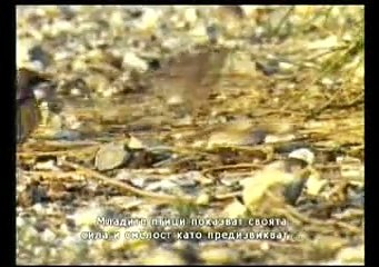 Обич и солидарност при животните- Социалният живот на животните