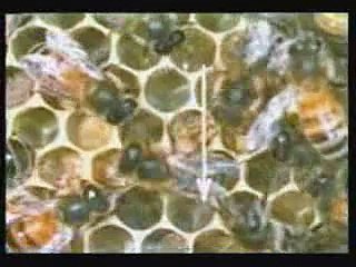 FOR MEN OF UNDERSTANDING - I (HONEYBEE, SALMON, MONARCH BUTTERFLY, DRAGONFLY) - GEORGIAN