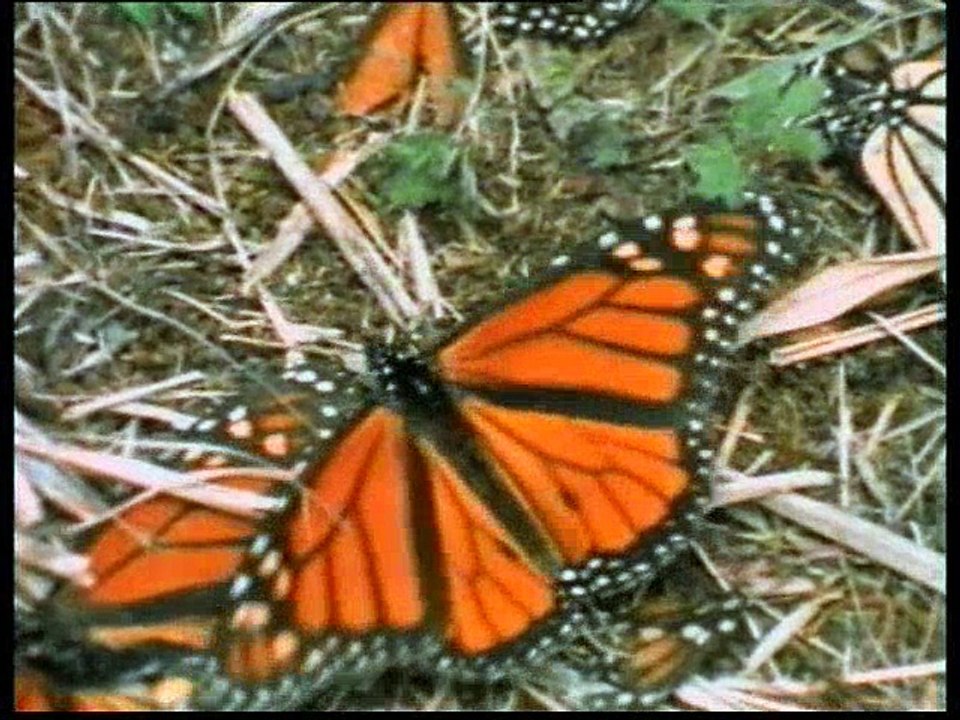 WANDERNDE TIERE - FÜR KINDER 8