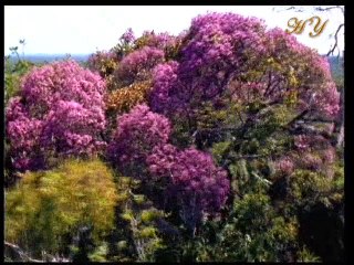 Kuran'da Peygamberimiz (sav)'in duaları