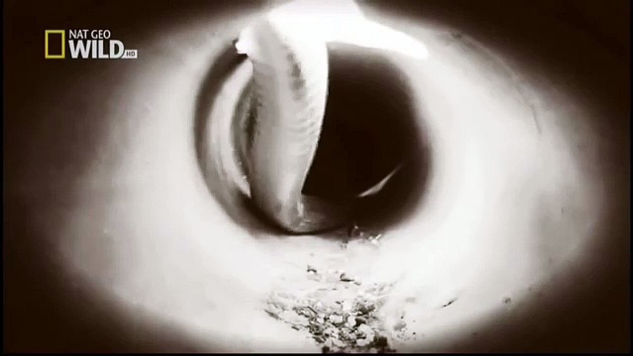 King Cobras documentary films HD47