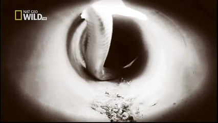 King Cobras documentary films HD47