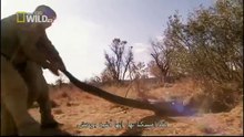 King Cobras documentary films HD51