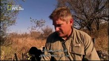 King Cobras documentary films HD59
