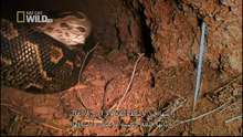 King Cobras documentary films HD61