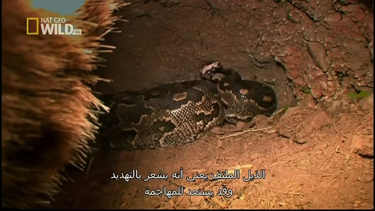 King Cobras documentary films HD62