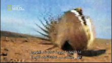 King Cobras documentary films HD65