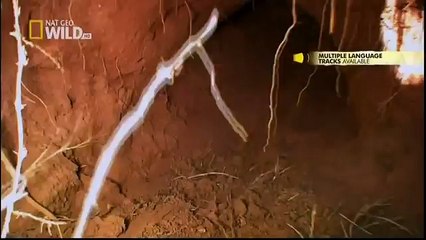 King Cobras documentary films HD68