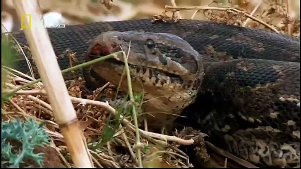 King Cobras documentary films HD75
