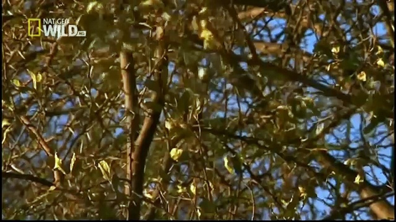 King Cobras documentary films HD76