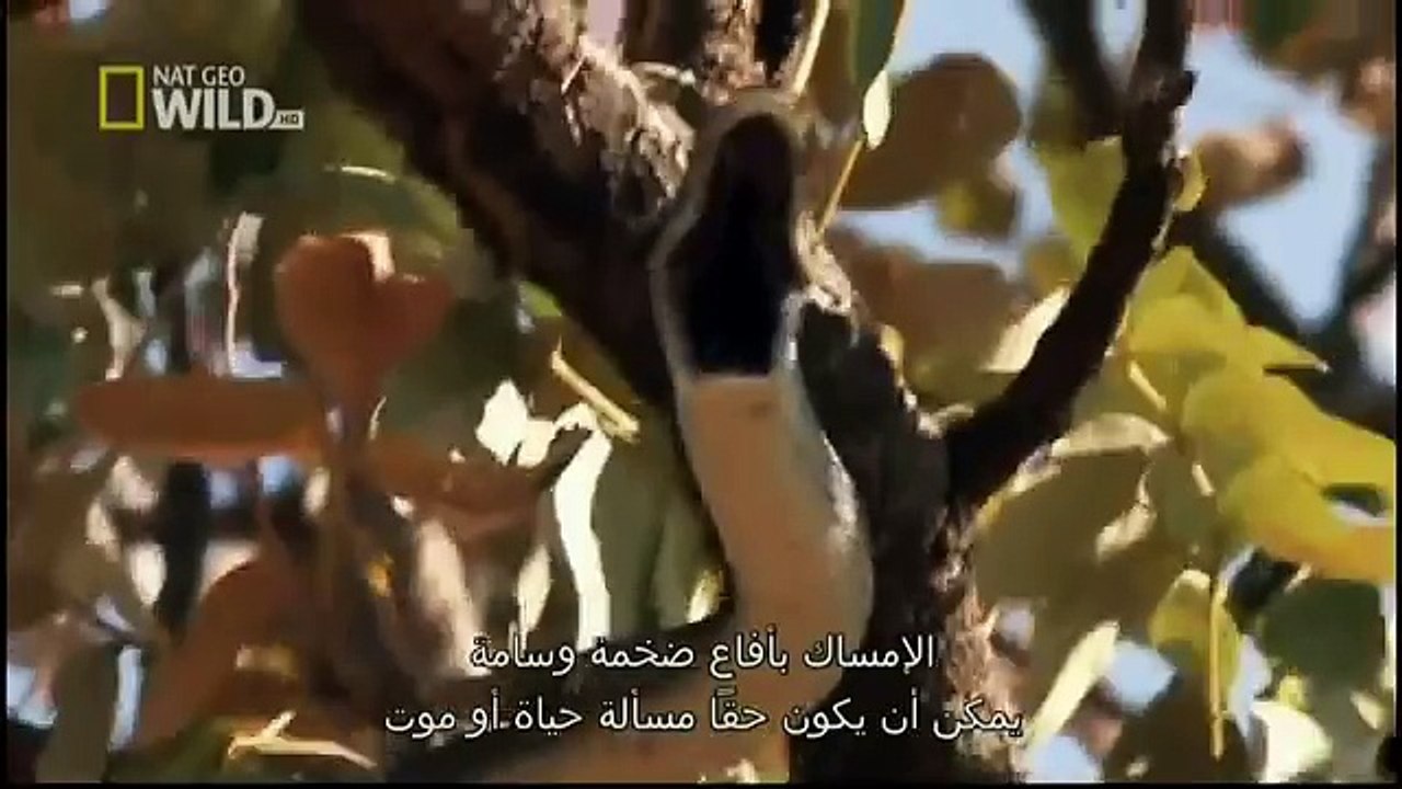 King Cobras documentary films HD90