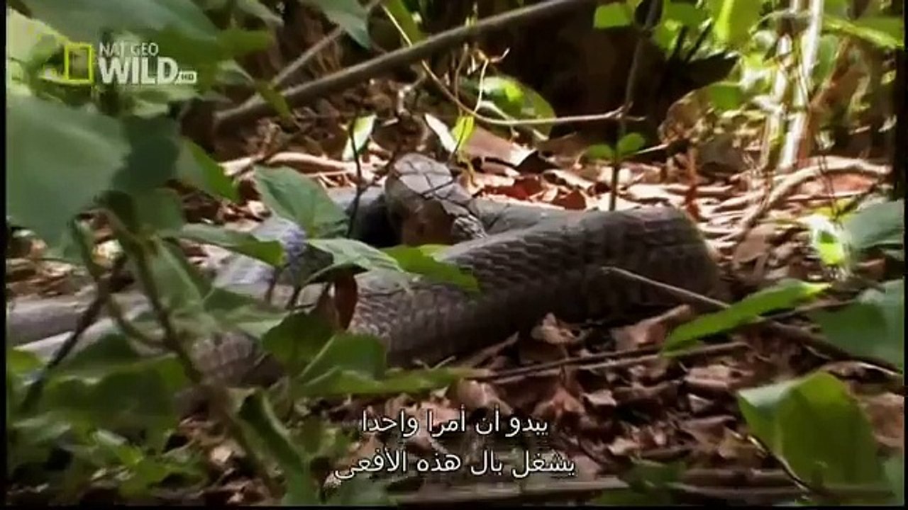King Cobras documentary films HD92