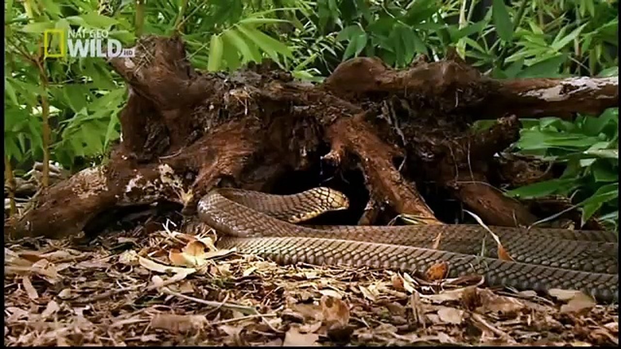 King Cobras documentary films HD93