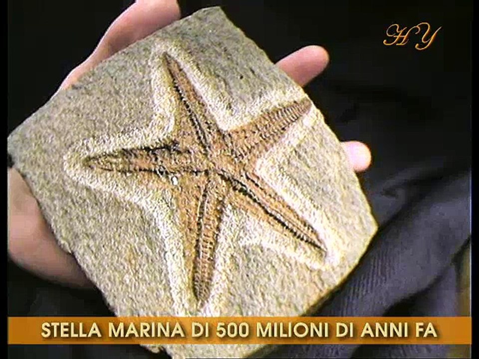 I fossili hanno screditato l'evoluzione