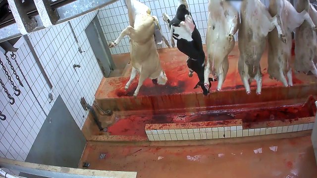 Maltraitances de veaux, de vaches, de boeufs