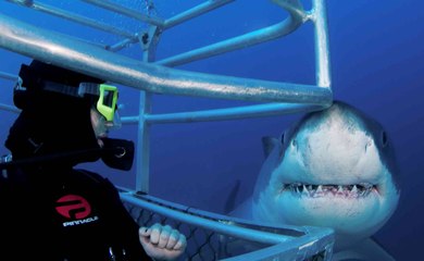 Great White Shark Breaks Into Diver's Cage