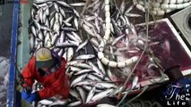 Cách bắt và làm thịt cá hồi ở Alaska   Catch and fillet Salmon in Alaska