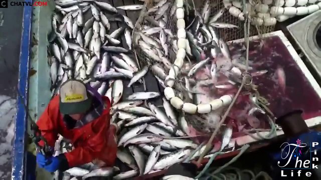 Cách bắt và làm thịt cá hồi ở Alaska Catch and fillet Salmon in Alaska