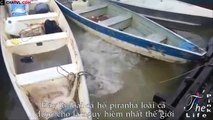 Cách bắt và làm thịt loài cá Piranha nguy hiểm nhất thế giới   How to catch and prepare Piranha