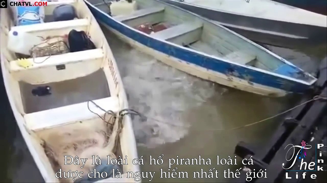 Cách bắt và làm thịt loài cá Piranha nguy hiểm nhất thế giới   How to catch and prepare Piranha