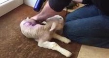 Farmer Uses Hairdryer, Kitchen Range Oven to Save Newborn Lamb's Life