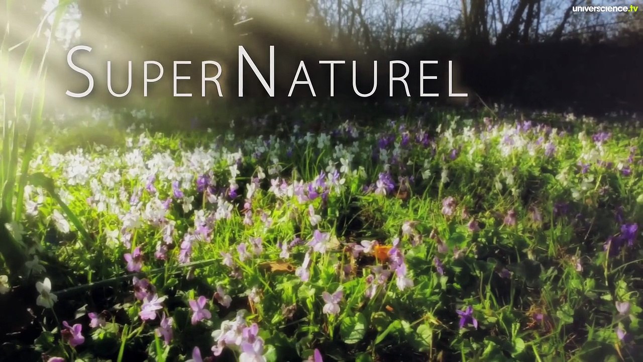 SuperNaturel