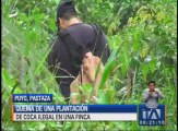 Queman una plantación ilegal de coca en Pastaza