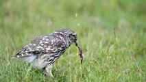 Little Owl pulling up worms