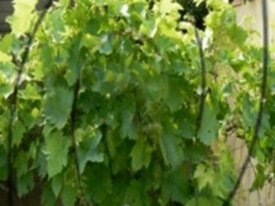 Mon Potager