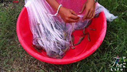 Cách kéo lưới bắt tôm ở miền quê