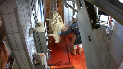 Sévices sur animaux: Le Foll ordonne des inspections dans tous les abattoirs d'ici un mois