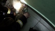 Firefighter rescues kitten from fire and brings it back to life