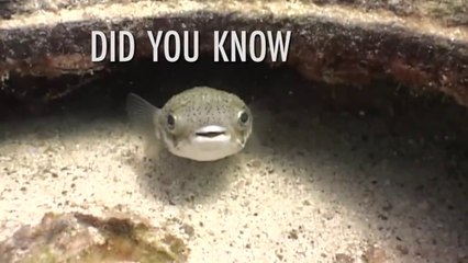 Fish Are More Intelligent Than We Think