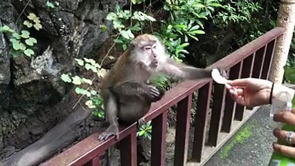 Monkey steals potato chips