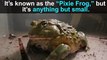 This Giant African Bullfrog Will Eat Anything
