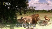 Lion vs Lion,Lions Fight to Death - Wild nature