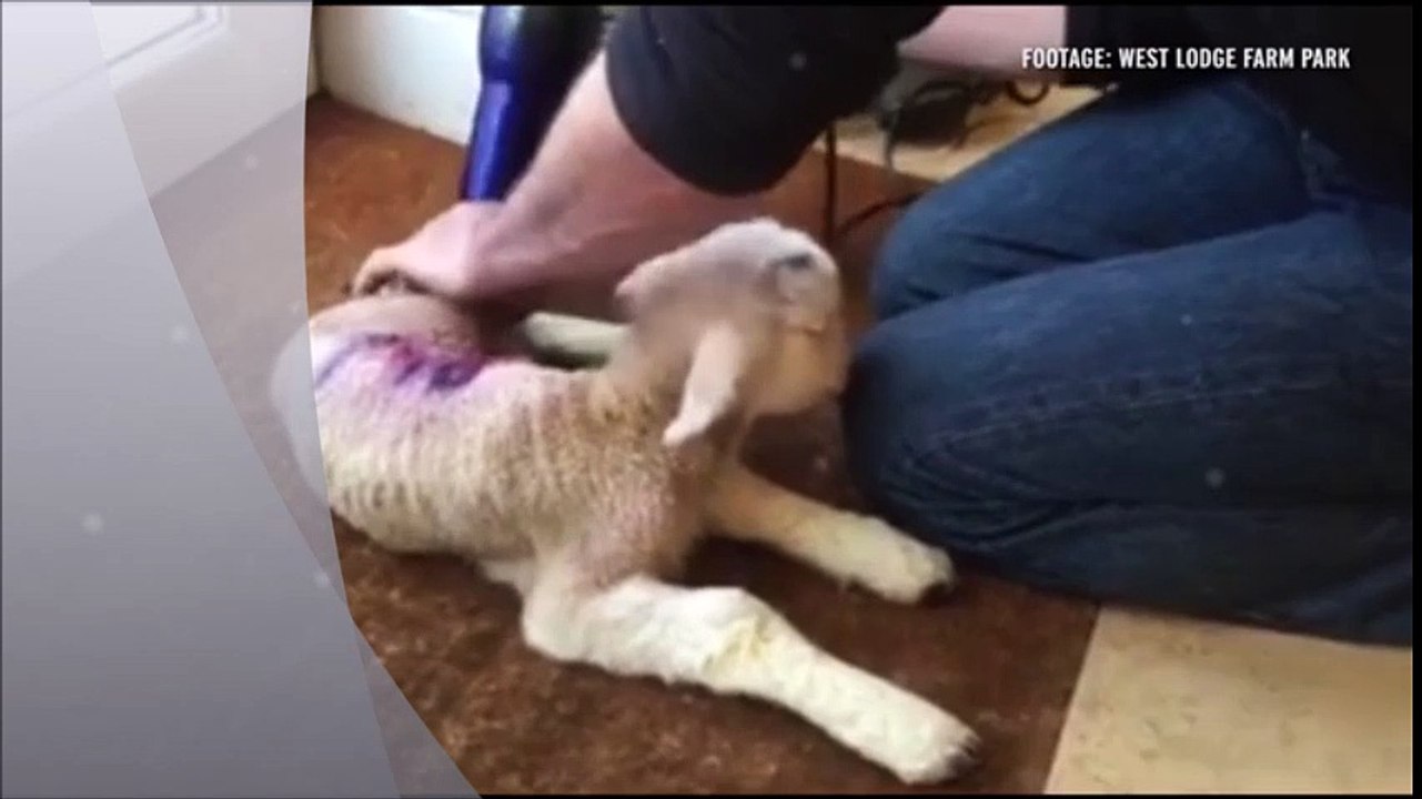 Farmer save newborn lamb's life