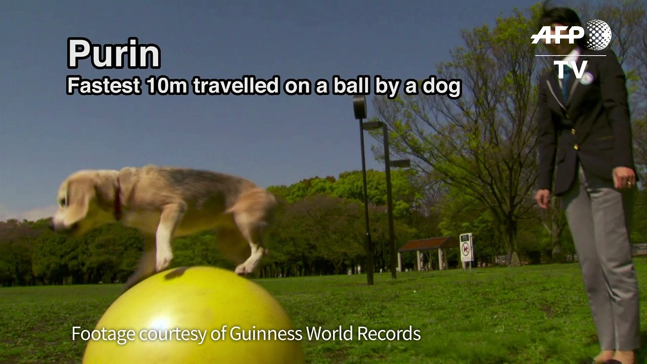 Schnellster Hund der Welt auf einem Ball