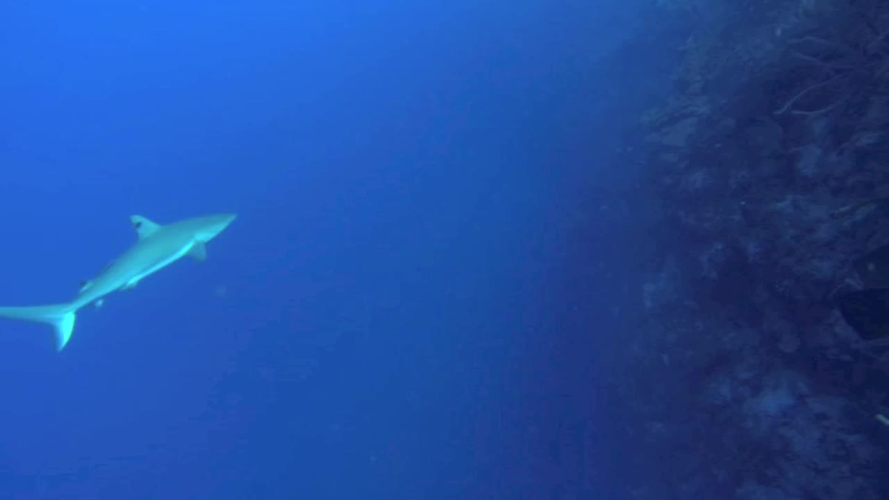 Blacktip Reef Sharks in Belize
