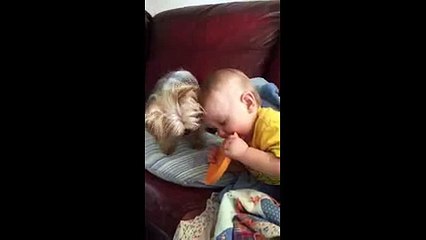 Baby boy and Yorkie Dog fight over frisbee