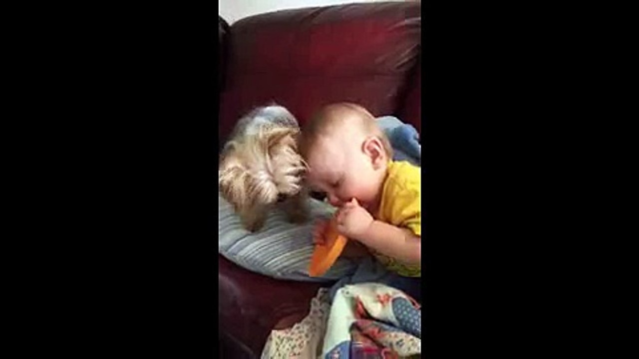 Baby boy and Yorkie Dog fight over frisbee