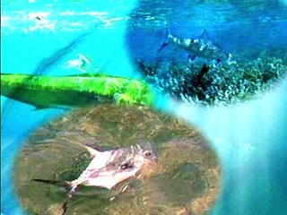 Galapagos Striped Marlin