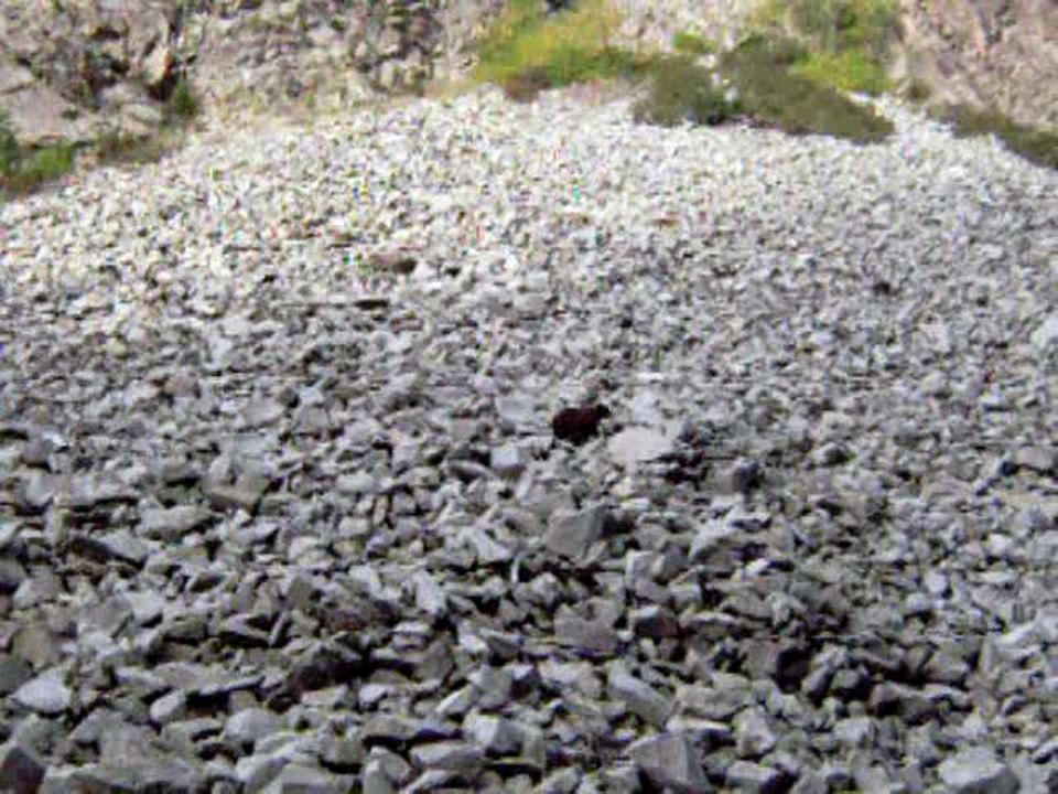 Solo Elk Hunt 2009 054